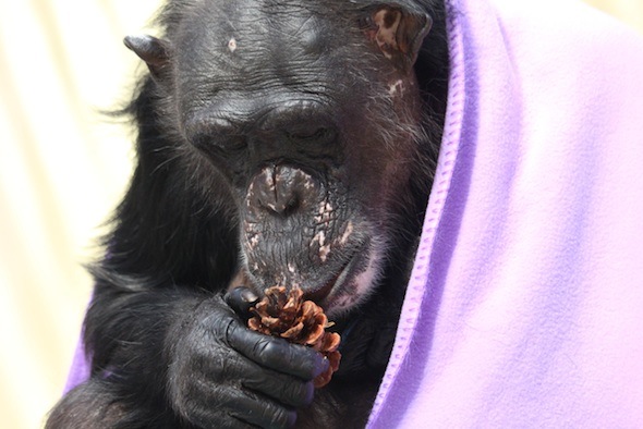 web_Negra_sit_eat_pinecone_purple_blanket_structure_gh_dg_IMG_5161