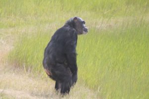 Negra standing 2