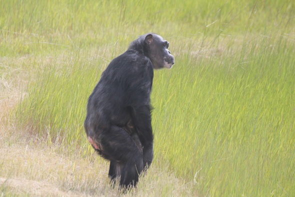 Negra standing 2