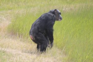 Negra standing