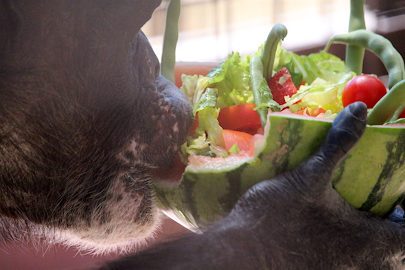 negra_eat_watermelon_bowl_closeup_gh_aw_IMG_6419