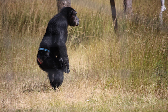web_Annie_bipedal_forage_headband_yh_aw_IMG_6042
