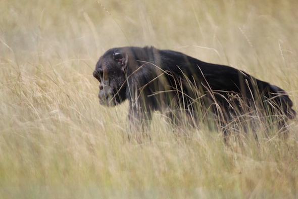 web_Jody_profile_YH_brown_tall_grass_kh_IMG_5351
