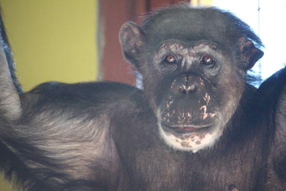 Negra