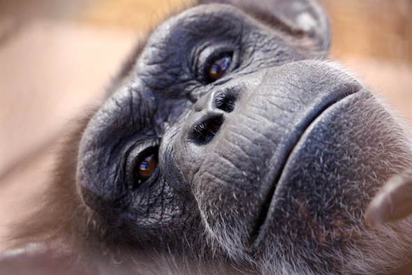 web_annie_look_camera_closeup_kd_IMG_6565