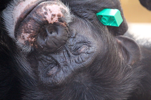 web_burrito_asleep_gh_closeup_kd_IMG_6109