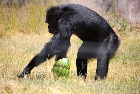 web_jamie_collect_chow_with_watermelon_bowls_aw_IMG_6432