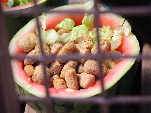 web_jamies_watermelon_bowl_of_chow_aw_IMG_6433
