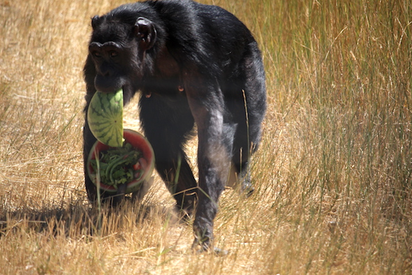 web_jody_carry_watermelos_bowls_yh_aw_IMG_6413