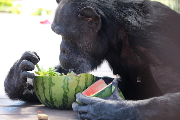 web_jody_look_at_watermelon_bowls_gh_aw_IMG_6420