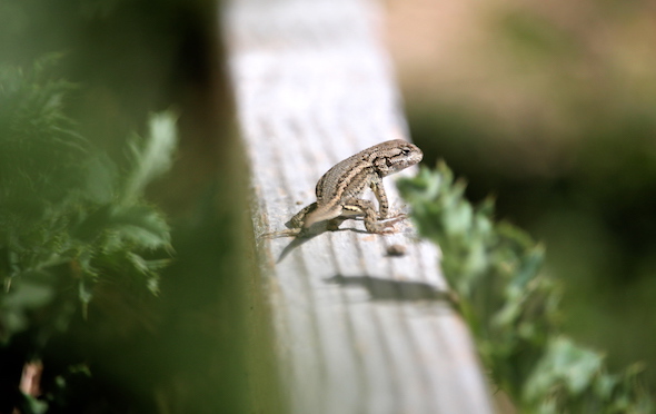 web_lizard_garden_kd_IMG_6536