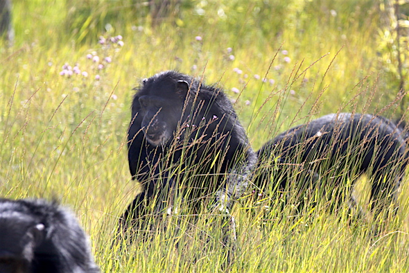 web_missy_forage_grass_kd_IMG_5125