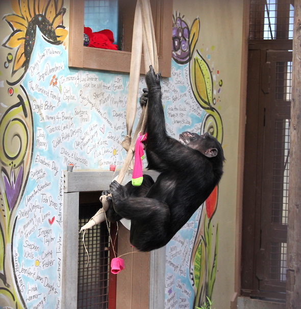 web_missy_swing_firehose_chimp_house_kd_IMG_5428