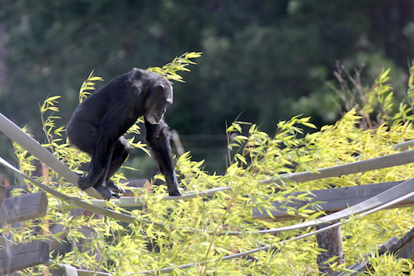 web_missy_tightrope_bamboo_1_kd_IMG_5134