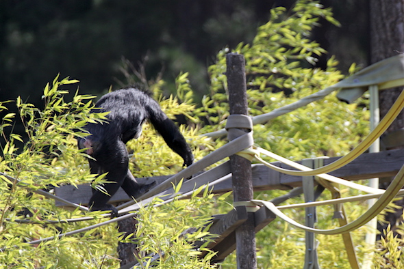 web_missy_tightrope_bamboo_5_kd_IMG_5138