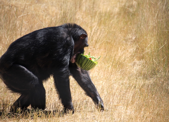 web_negra_profile_carry_watermelon_bowl_yh_aw_IMG_6400