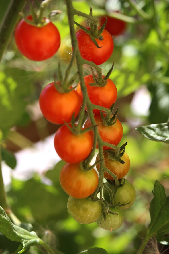 web_rainbow_cherry_tomato_garden_kd_IMG_6541