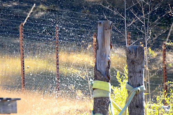 cattail_fluff_blowing_from_tower_kd_img_7259
