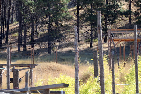 foxie_sit_jamies_tower_under_treeline_kd_img_7237
