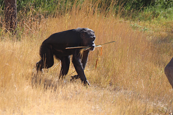 jody_emerge_from_tall_grass_with_cattails_kd_img_7229
