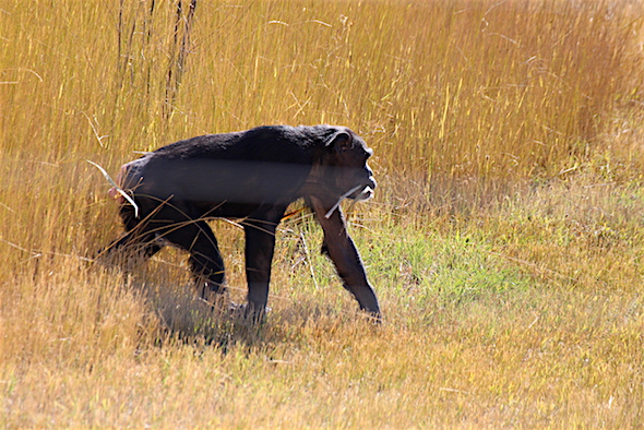 jody_walk_out_of_grass_with_cattails_kd_img_7233
