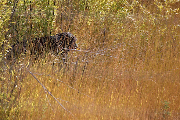jody_walk_through_bamboo_carry_cattails_kd_img_7230