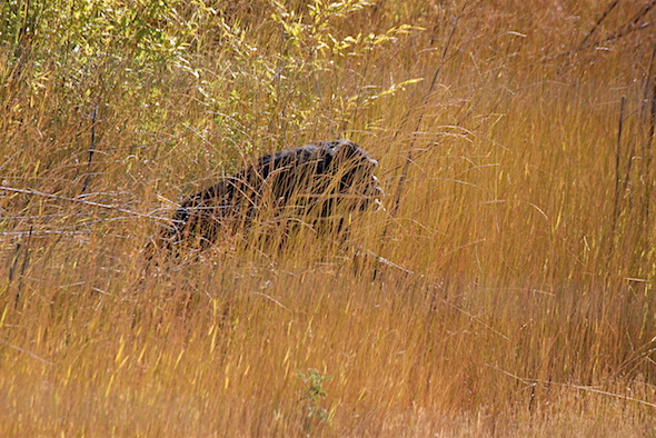 jody_walk_through_grass_carry_cattails_kd_img_7232