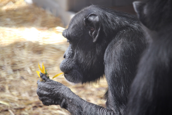 web_jody_profile_sunflower_in_hand_mouth_gh_ek_img_7051
