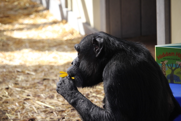 web_jody_profile_sunflower_in_mouth_gh_ek_img_7050