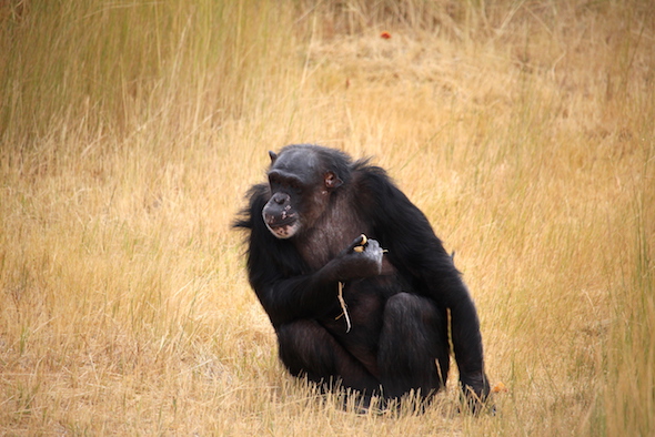 Negra foraging