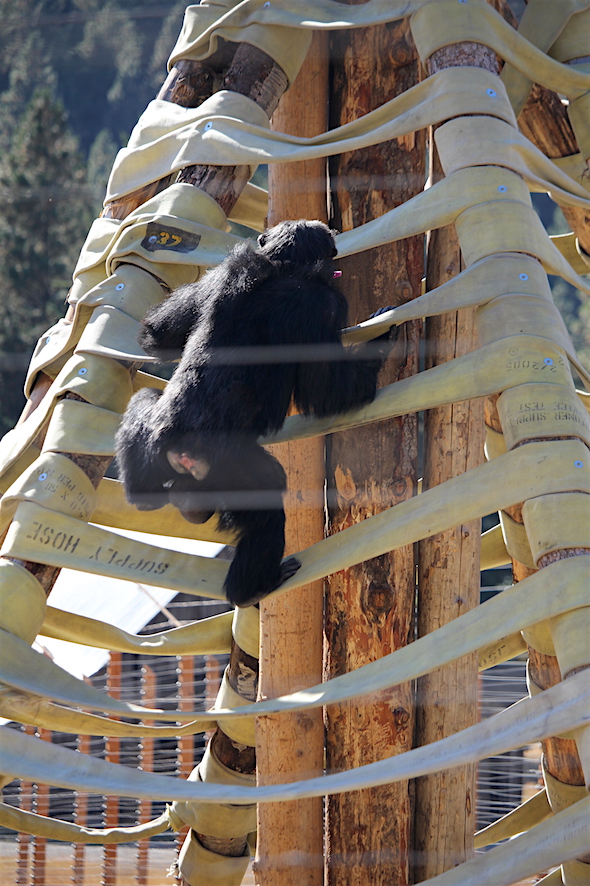 web_burrito_climb_twister_kd_img_7185