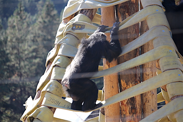 web_burrito_hanging_onto_twister_climb_cautiously_kd_img_7190