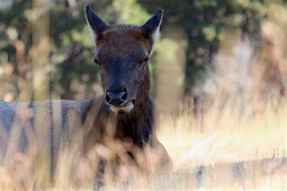 web_ellie_doze_grass_first_day_autumn_kd_img_7425