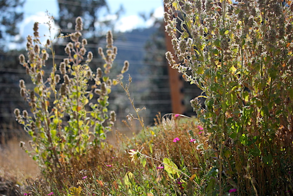 web_garden_turning_to_autumn_kimg_7335