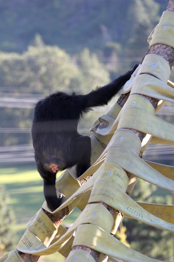 web_missy_climb_twister_back_to_camera_kd_IMG_4573