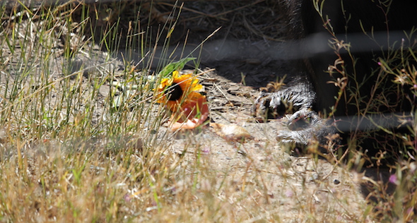 web_sunflower_ground_jody_feet_yh_kh_img_7077