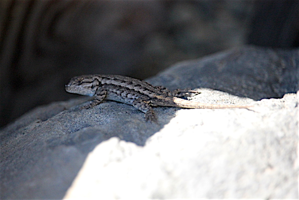web_tiny_lizard_kd_img_7334