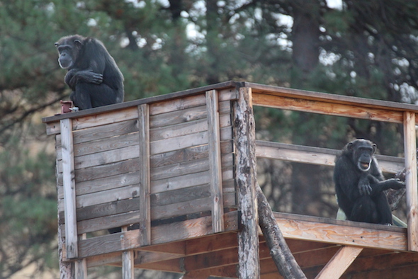web_annie_foxie_sit_top_lookout_yh_img_8088-copy