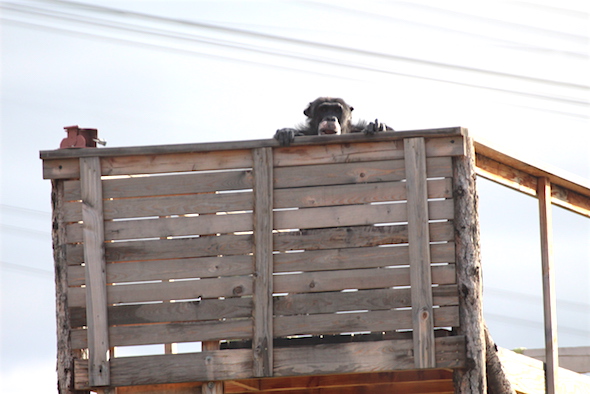 Burrito lookout
