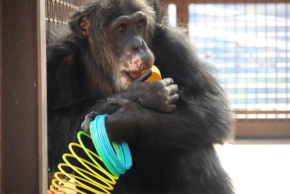 web_burrito_enrichment_slinkie_in_hand_toy_in_mouth_look_away_camera_gh_kh_img_7879