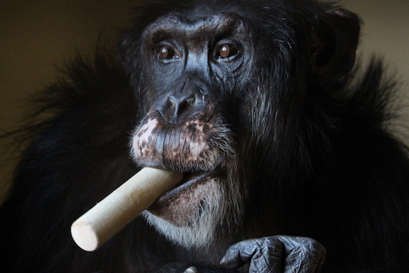 web_burrito_enrichment_wooden_toy_in_mouth_look_out_window_fr_portrait_studio_kh_img_7925