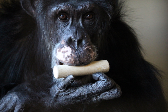 web_burrito_enrichment_wooden_toy_in_mouth_look_out_window_fr_portrait_studio_kh_img_7927