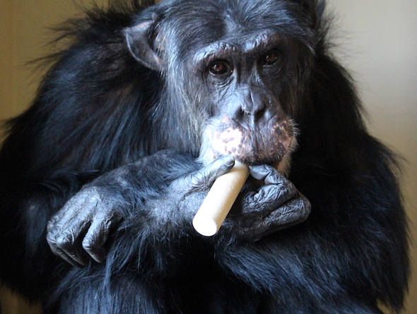 web_burrito_enrichment_wooden_toy_in_mouth_look_out_window_fr_portrait_studio_kh_img_7928