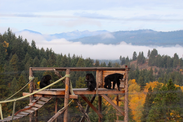 web_foxie_annie_burrito_fall_colors_twoers_fog_yh_jb_img_8311-copy