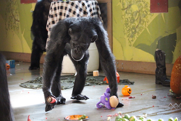 web_foxie_halloween_birthday_party_pr_kd_img_8915-copy
