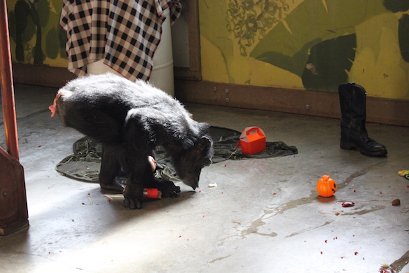 web_foxie_vacuum_pomegranate_seeds_halloween_birthday_party_pr_kh_img_7932-copy