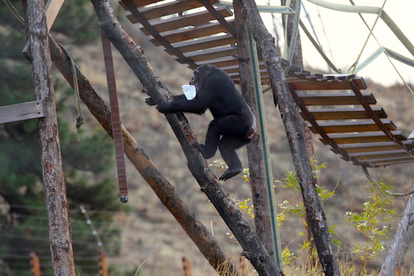 web_missy_climb_tower_chow_bag_yh_jb_img_8222-copy