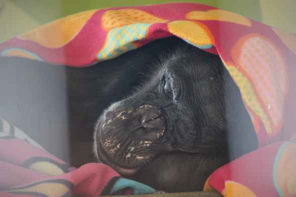 web_negra_sleep_blankets_nest_catwalk_pr_ek_img_7627-copy
