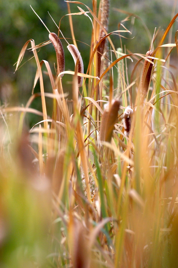 web_autumn_cattails_pond_kd_img_7675
