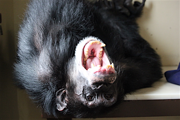 web_burrito_upside_down_big_yawn_big_teeth_kd_img_7799